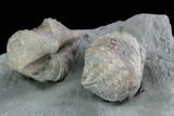 Pair Of Fossil Brachiopods (Platystrophia) - Indiana #95955-3